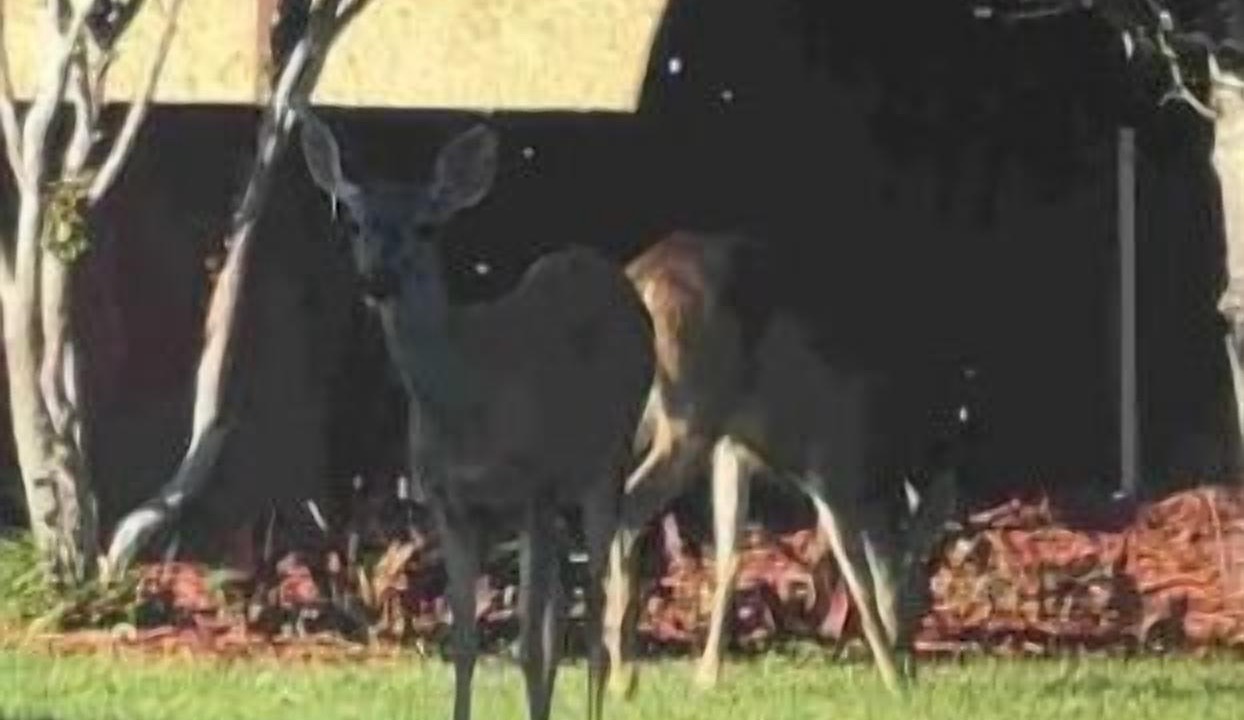 Photo of Others in Red Bluff