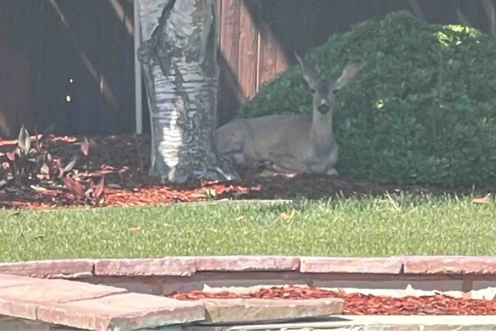 Photo of Outdoor in Red Bluff