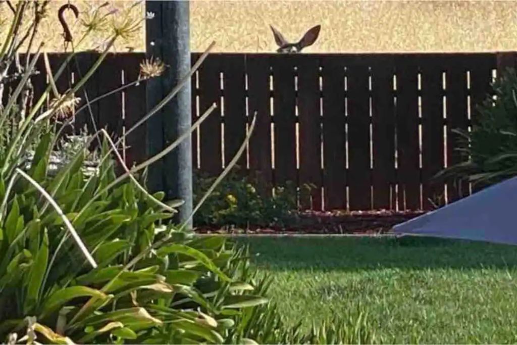 Photo of Outdoor in Red Bluff