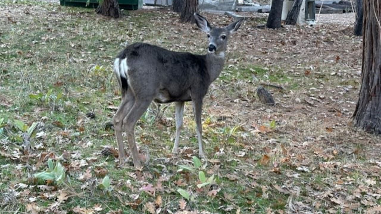 Photo of Others in Oakhurst