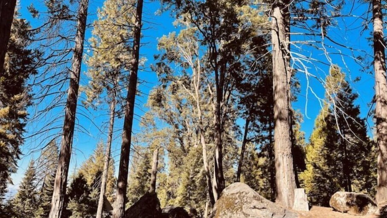 Photo of Others in Shaver Lake