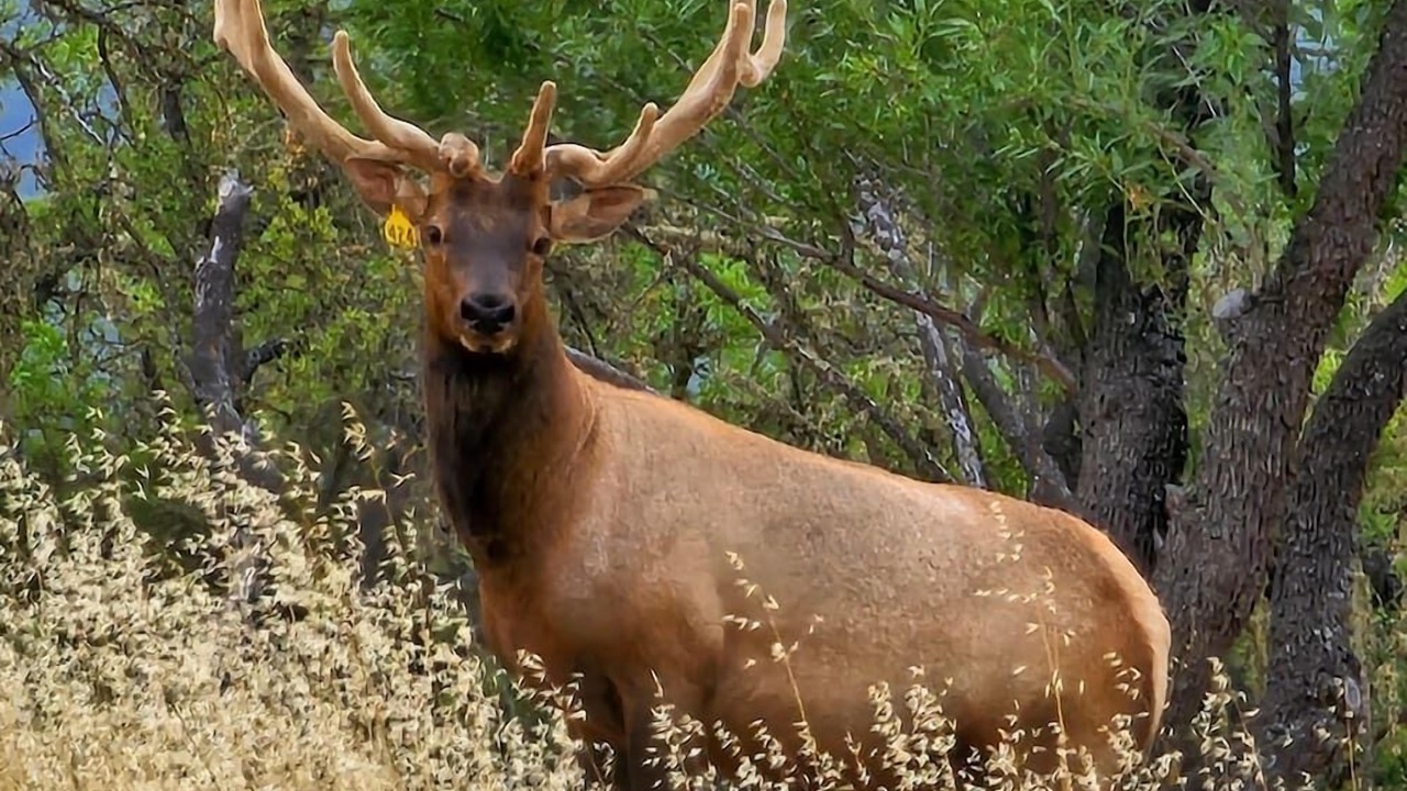 Photo of Others in Paso Robles