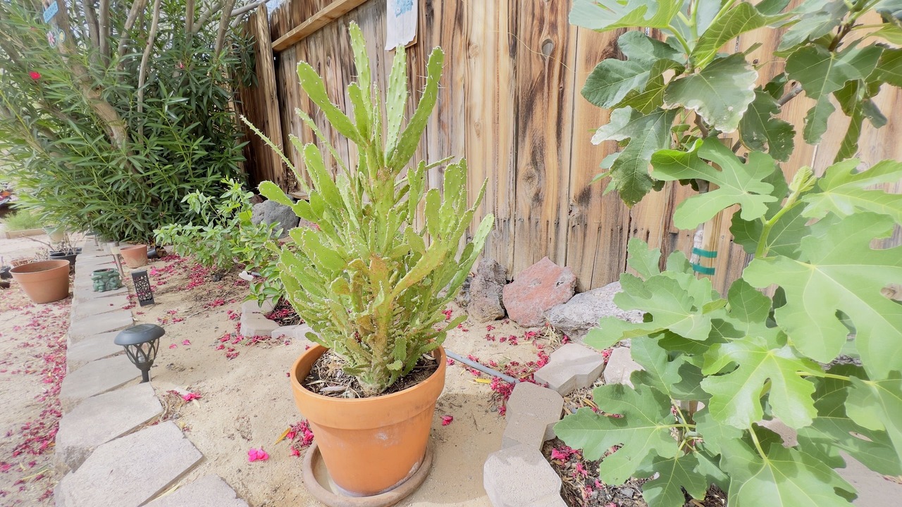Photo of Outdoor in Ridgecrest
