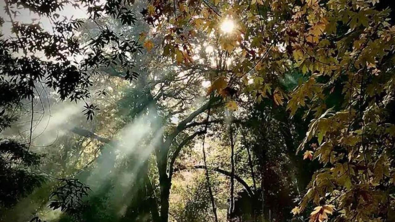 Photo of Outdoor in Cazadero