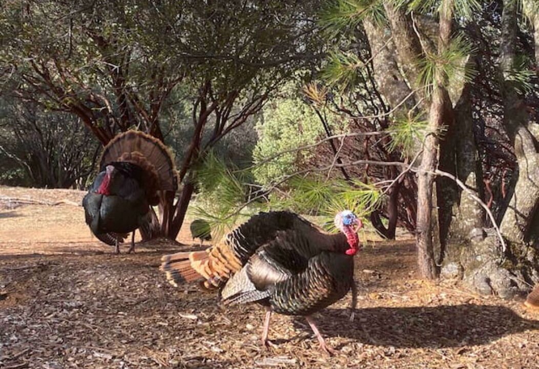 Photo of Others in Midpines