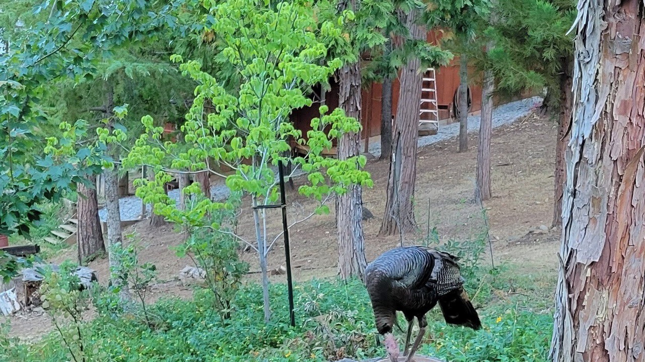 Photo of Others in Mi-Wuk Village