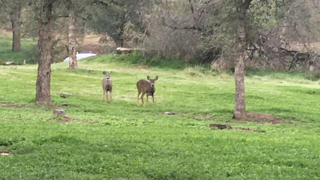 Photo of Others in Squaw Valley