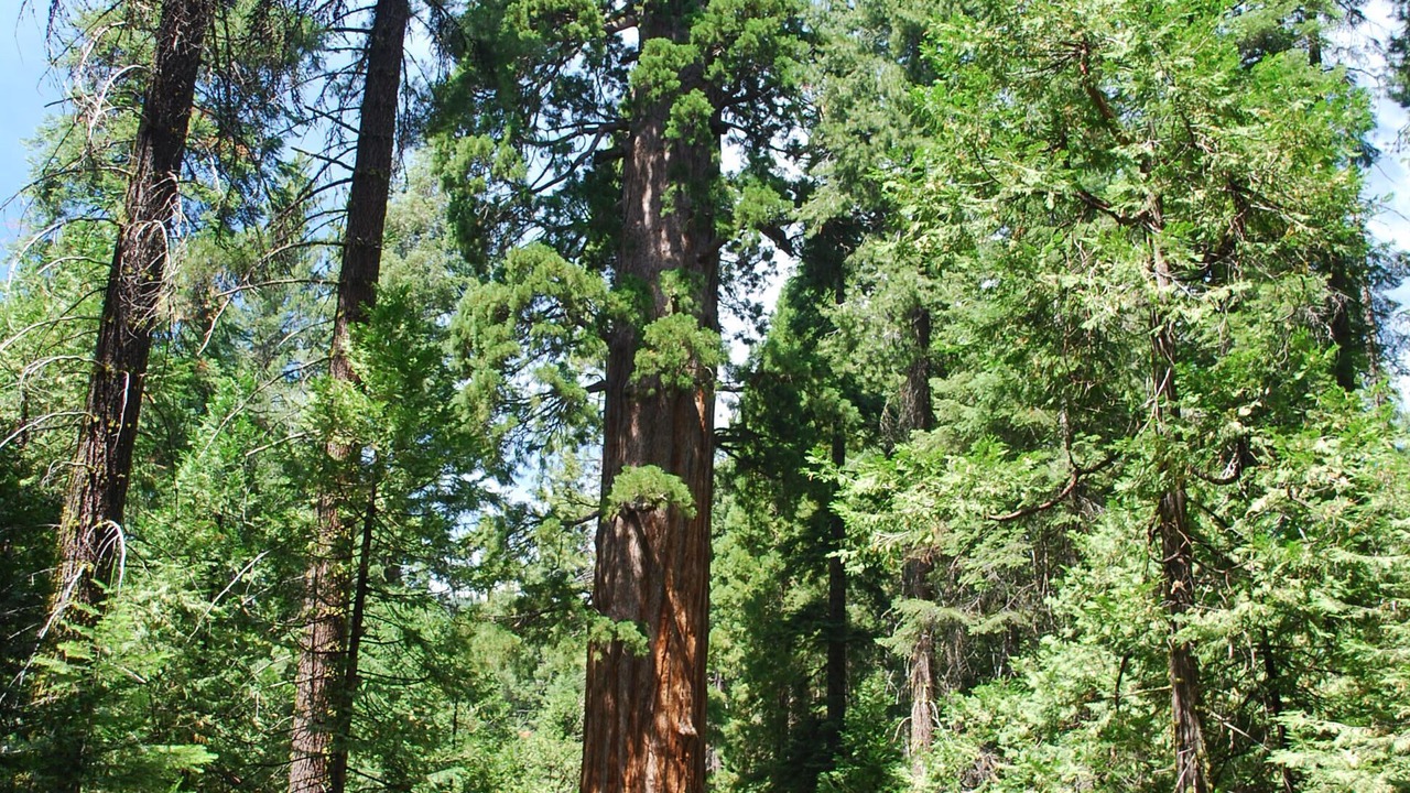 Photo of Others in Bass Lake