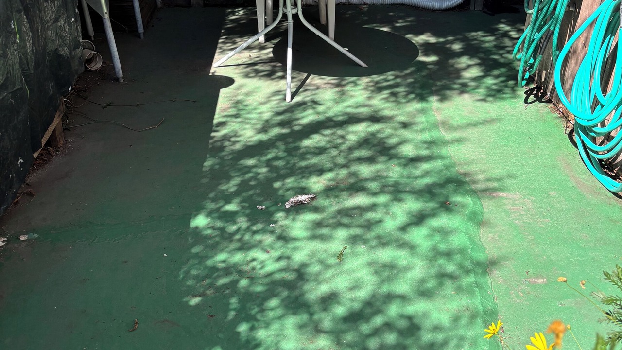 Photo of Others in Northwest Berkeley