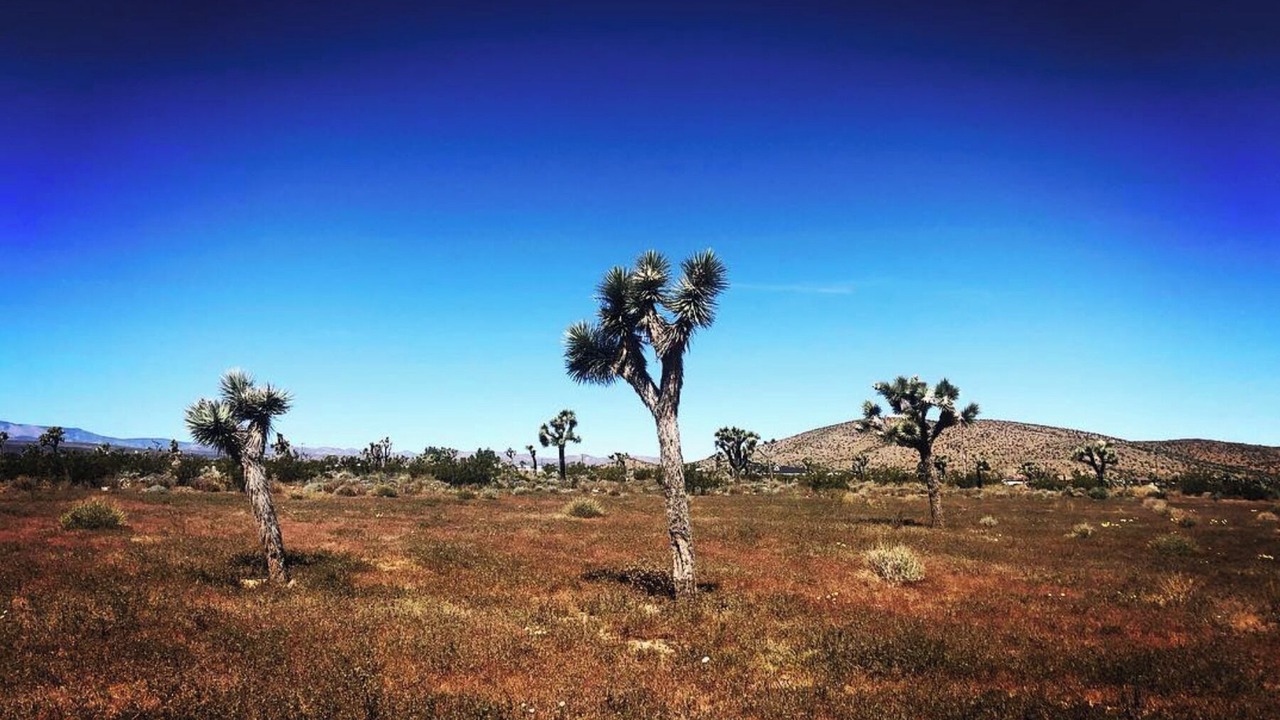 Photo of Others in Yucca Valley