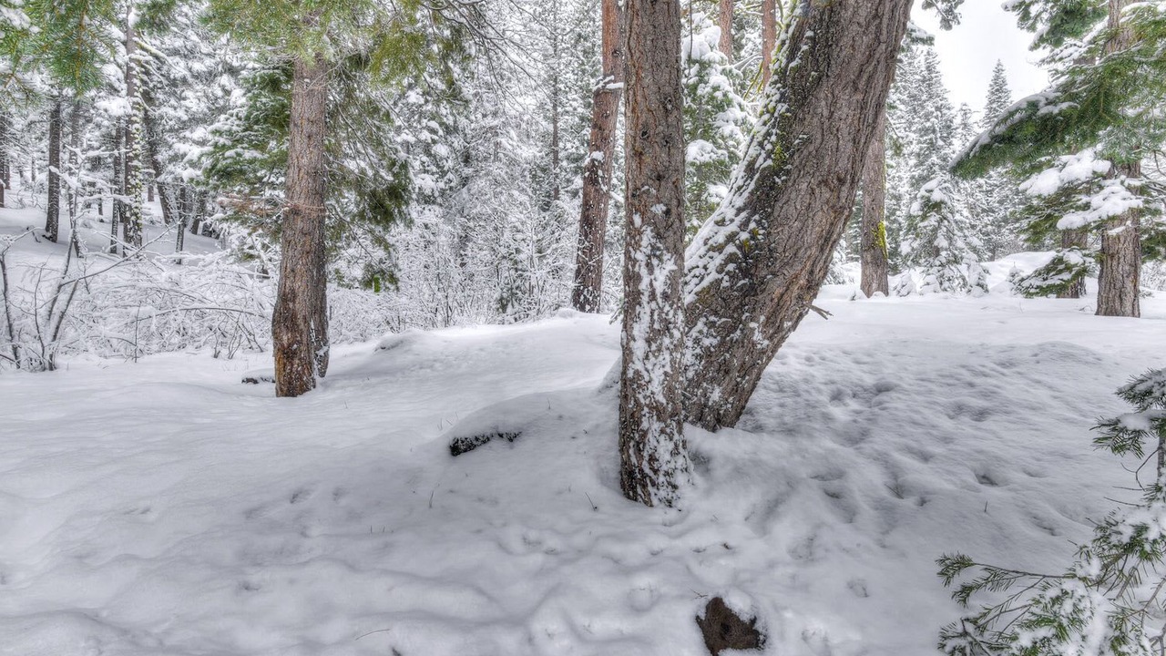 Photo of Others in Tahoe Woods