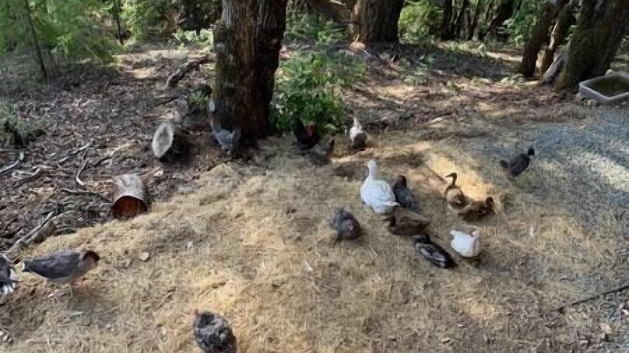 Photo of Others in Los Gatos
