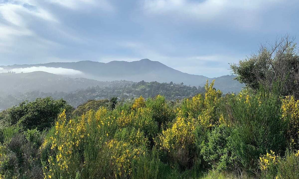 Photo of Others in Marin City