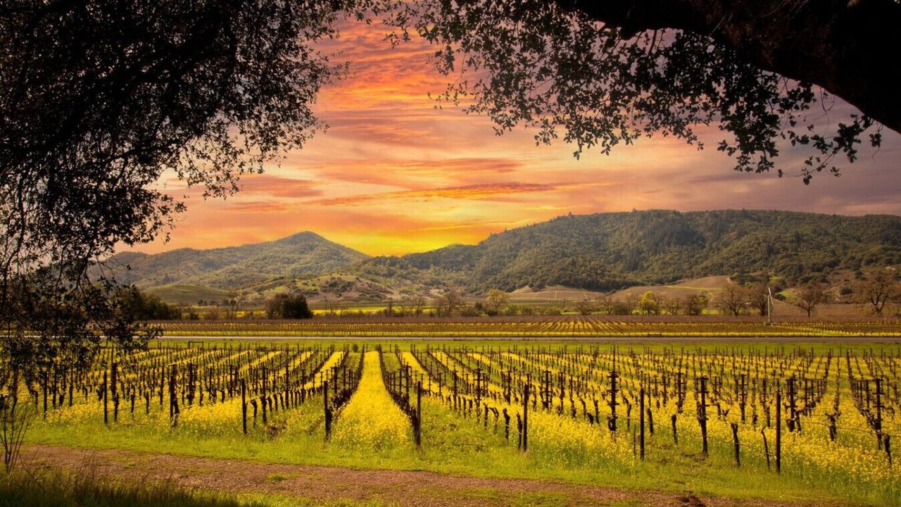 Photo of Others in Sonoma