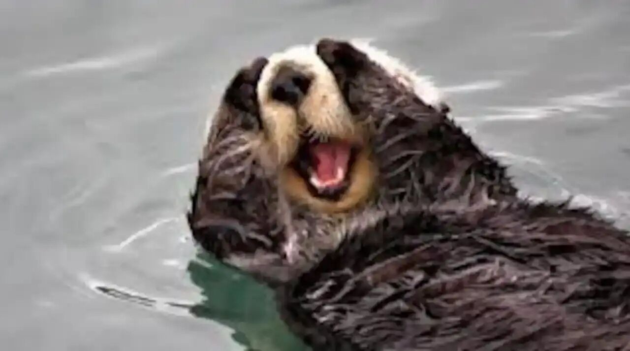 Photo of Others in Morro Bay