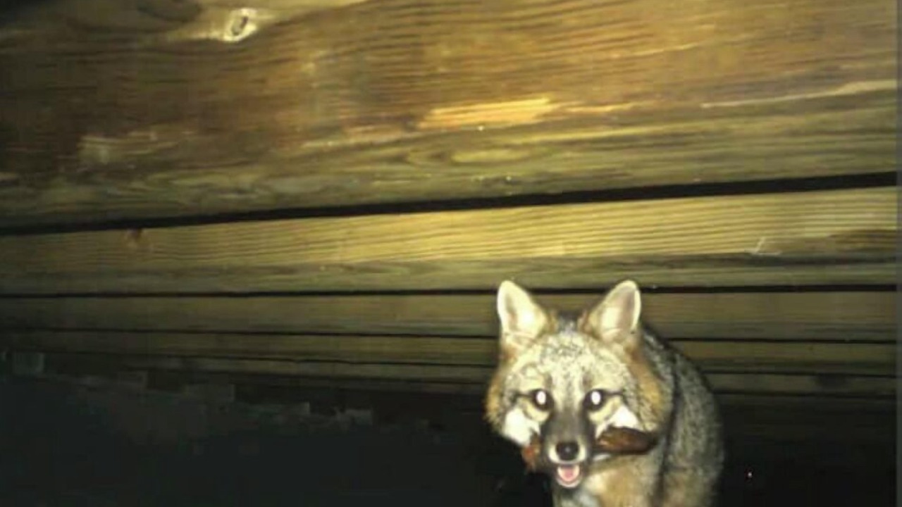 Photo of Others in Springville