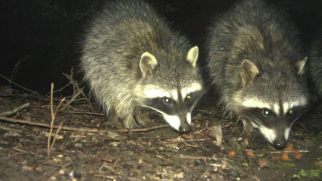 Photo of Others in Springville