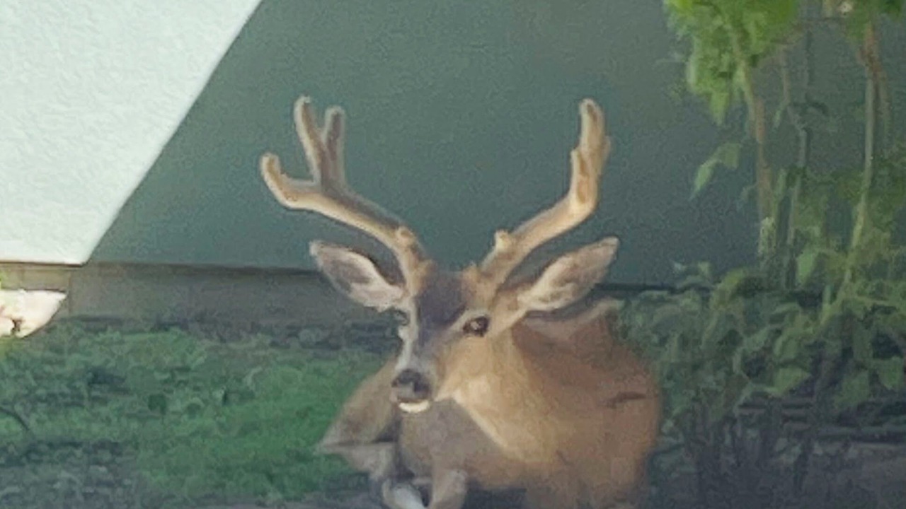 Photo of Others in Carson City