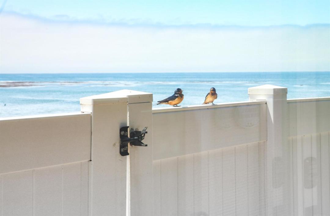 Photo of Others in San Simeon