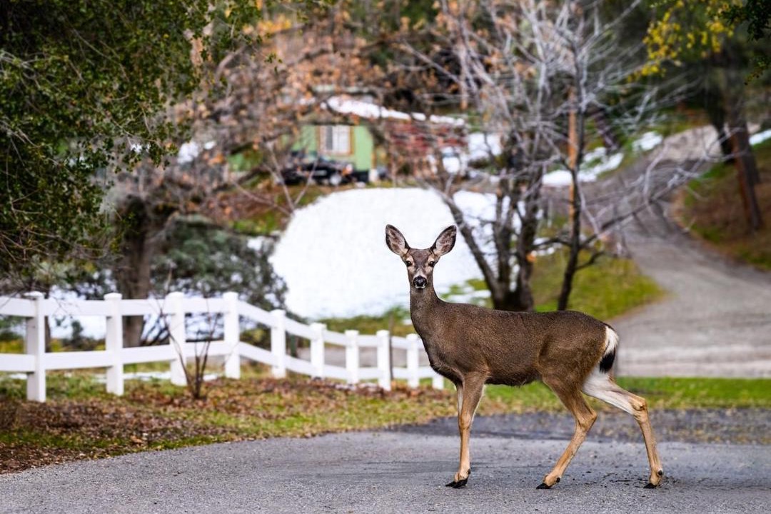 Photo of Others in Oakhurst