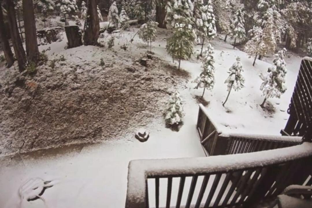 Photo of Others in Sugar Pine