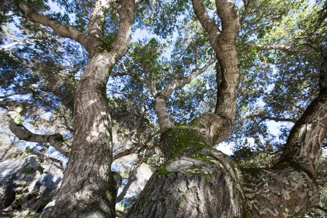 Photo of Outdoor in Carmel Valley